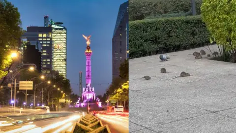 VIDEO viral exhibe plaga de ratas en Paseo de la Reforma