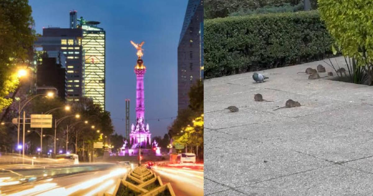 VIDEO viral exhibe plaga de ratas en Paseo de la Reforma | RÉCORD