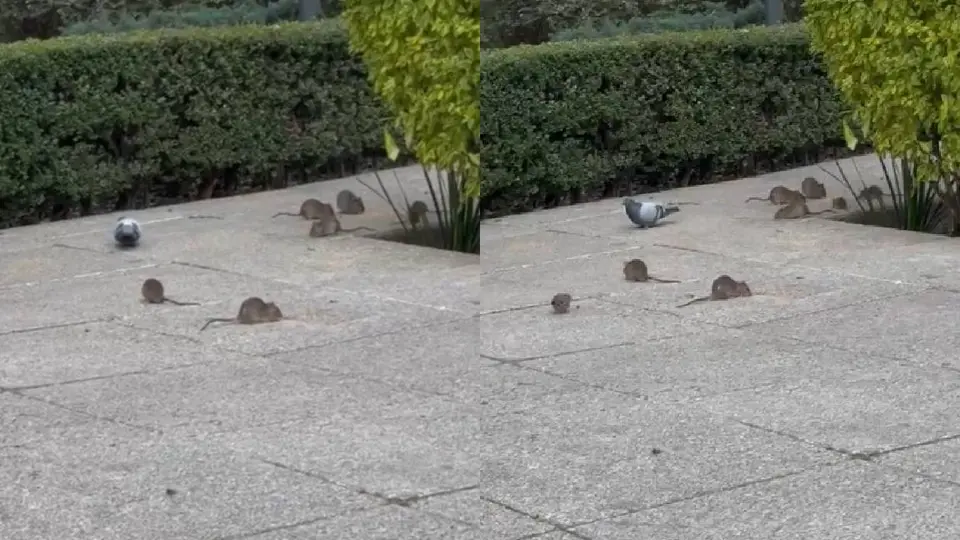 Varias ratas fueron captadas en banqueta de la Avenida Paseo de la Reforma/X: @DaEcheverriaMX