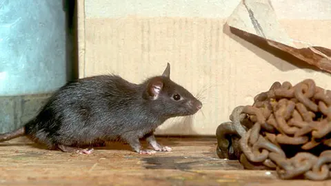 Las ratas son fauna nociva para los humanos/Pixabay