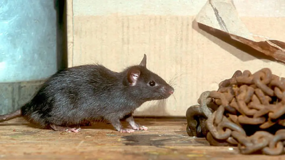 Las ratas son fauna nociva para los humanos/Pixabay