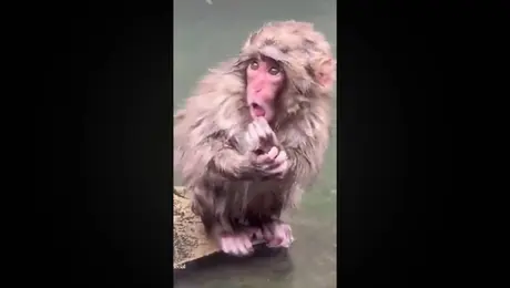 Mono Punch está triste porque perdió a su chango de peluche