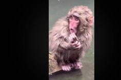 Mono Punch está triste porque perdió a su chango de peluche