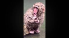 Mono Punch está triste porque perdió a su chango de peluche