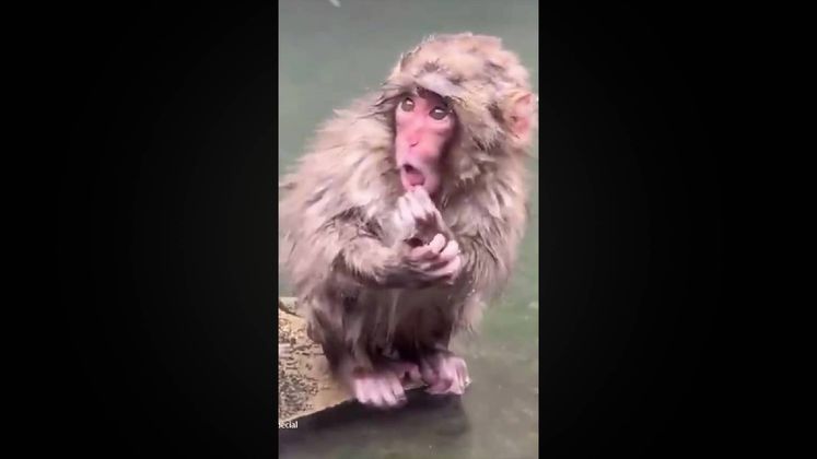 Mono Punch está triste porque perdió a su chango de peluche