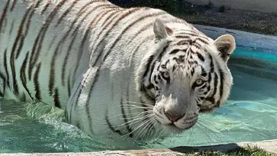 Profepa confirma que la UNAM realizó la necropsia al tigre Kenzo