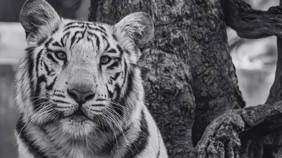 La Profepa mantiene abierta la investigación sobre la muerte de Kenzo y las condiciones en las que ocurrió su escape del predio Animal Experience México./ FB
