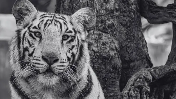 La Profepa mantiene abierta la investigación sobre la muerte de Kenzo y las condiciones en las que ocurrió su escape del predio Animal Experience México./ FB