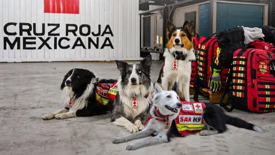 Halley cuenta con cinco años de edad y cuatro años de servicio dentro del Equipo USAR de la Cruz Roja Mexicana, especializado en búsqueda y rescate./ Cruz Mexicana