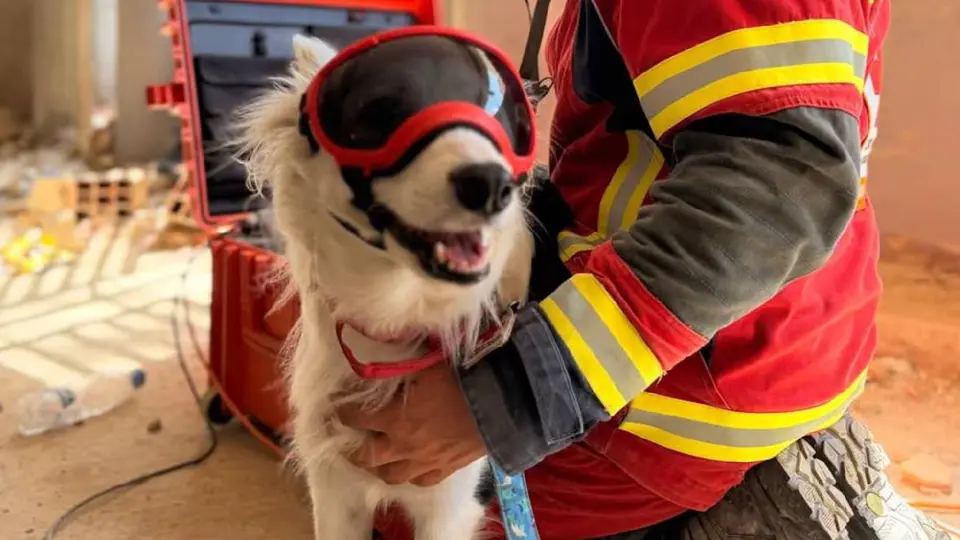 ¿Quién es Halley? La perrita de Cruz Roja Mexicana que localizó a Hernán bajo los escombros