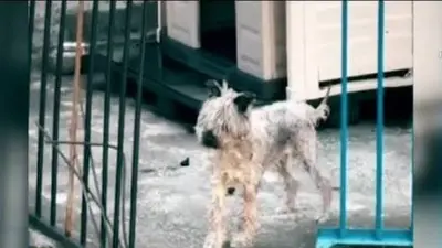Exigen rescatar a schnauzer abandonado en CDMX; piden apoyo para salvarlo