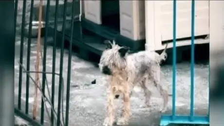 Exigen rescatar a schnauzer abandonado en CDMX; piden apoyo para salvarlo