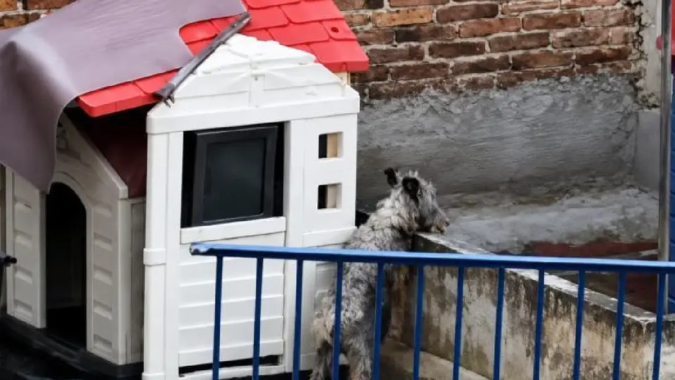 El perro permanece en condiciones de abandono en la azotea de un inmueble en la Ciudad de México / Redes Sociales
