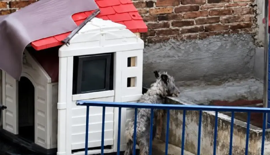 El perro permanece en condiciones de abandono en la azotea de un inmueble en la Ciudad de México / Redes Sociales