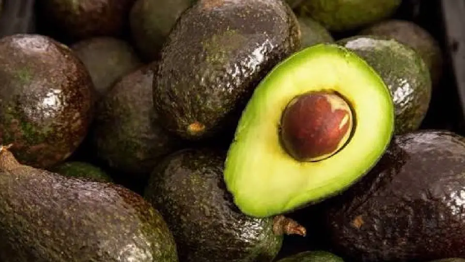 ¿Qué pasa con el aguacate mexicano? EE. UU. frena su exportación desde Michoacán