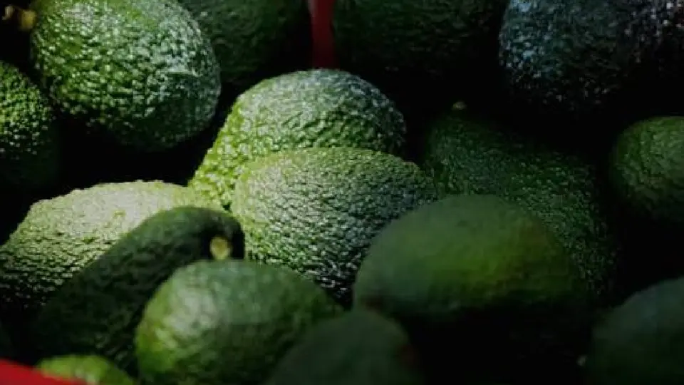 La medida detiene temporalmente nuevos envíos de aguacate hacia Estados Unidos  / @GobMX