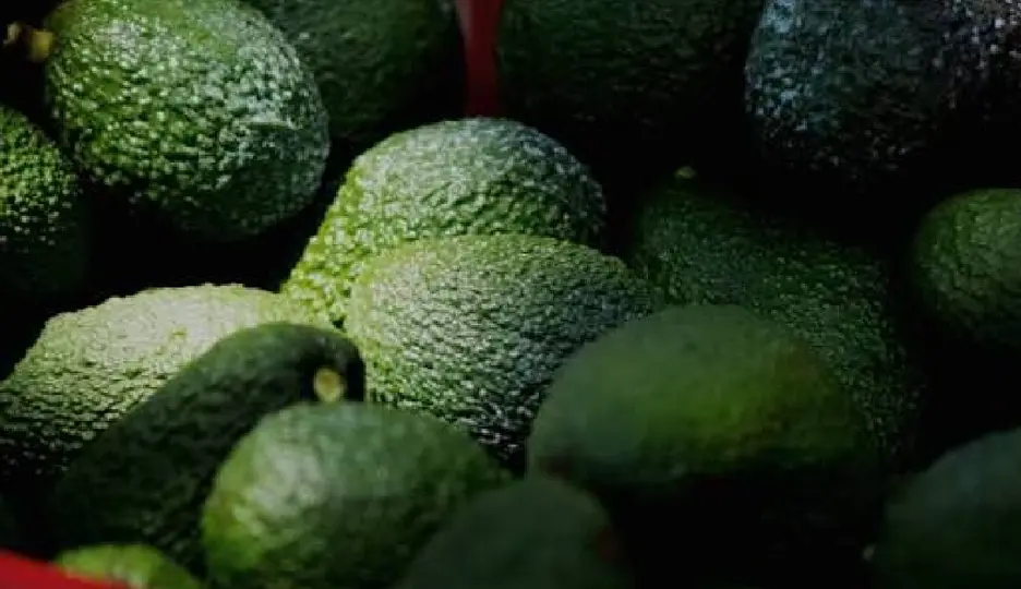 La medida detiene temporalmente nuevos envíos de aguacate hacia Estados Unidos  / @GobMX