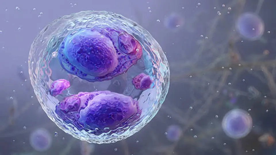 La ciclosporiasis es una infección parasitaria que puede adquirirse al consumir agua o alimentos contaminados, principalmente frutas y verduras sin una adecuada desinfección./ Pixabay