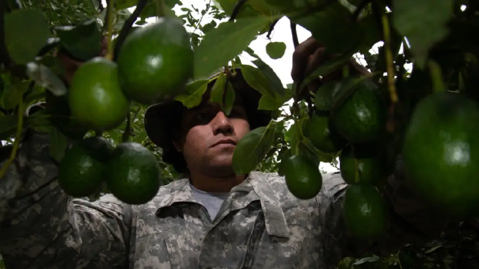 Michoacán concentra la mayor parte de las exportaciones de aguacate mexicano a EE.UU.  / @GobMX