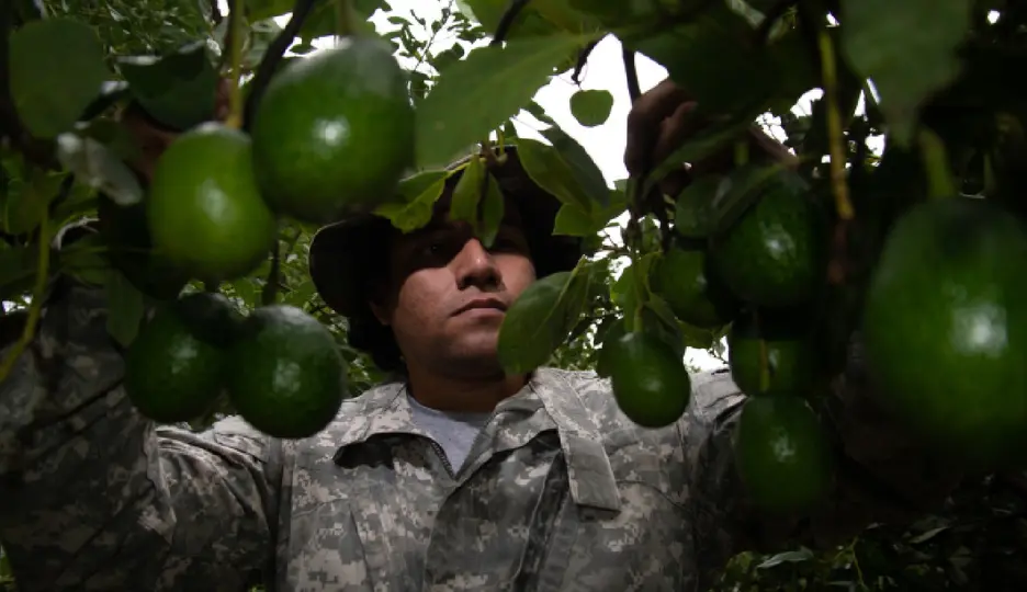 Michoacán concentra la mayor parte de las exportaciones de aguacate mexicano a EE.UU.  / @GobMX