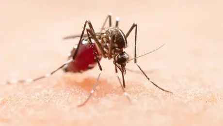 Cofepris da luz verde a vacuna japonesa contra el dengue ¿Cuánto costará?