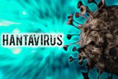 ¿Existe riesgo de pandemia por hantavirus? Esto dicen expertos tras brote en crucero internacional