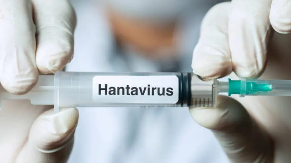 El hantavirus suele transmitirse por contacto con roedores infectados y no por vía aérea masiva como el coronavirus./ Pixabay