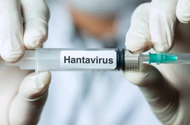 El hantavirus suele transmitirse por contacto con roedores infectados y no por vía aérea masiva como el coronavirus./ Pixabay
