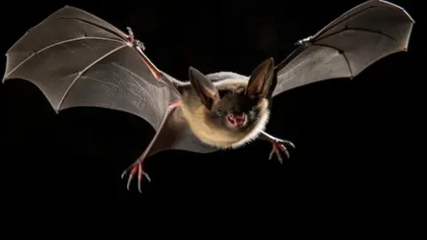 Sedema destacó que estas especies cumplen un papel fundamental como polinizadores y dispersores de semillas / Magnific