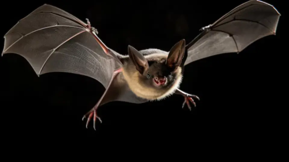 Sedema destacó que estas especies cumplen un papel fundamental como polinizadores y dispersores de semillas / Magnific