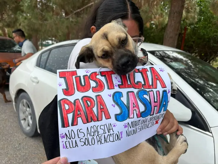 Colectivos animalistas se manifestaron para exigir que Sasha no sea sacrificada tras el incidente con el menor./ FB: Juárez Digital
