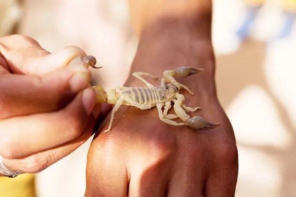 Los alacranes suelen salir de sus refugios naturales cuando las lluvias inundan grietas, madrigueras y espacios donde habitan. / iStock