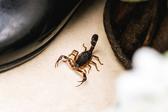 Alacranes en CDMX: estas son las alcaldías donde más aparecen durante las lluvias