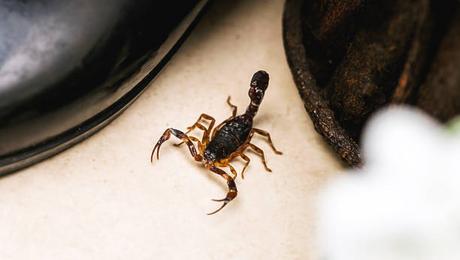 Alacranes en CDMX: estas son las alcaldías donde más aparecen durante las lluvias