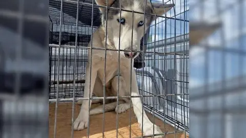 La perrita se convirtió en tendencia nacional luego de que activistas cuestionaran la posibilidad de que sea sacrificada./ X