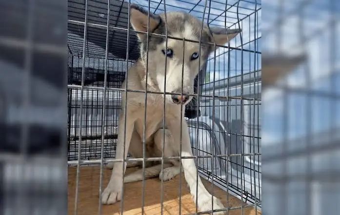 La perrita se convirtió en tendencia nacional luego de que activistas cuestionaran la posibilidad de que sea sacrificada./ X