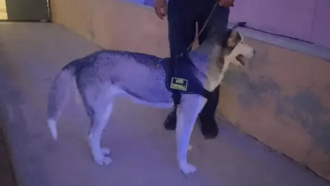 El caso ha dividido opiniones entre quienes exigen justicia para el menor lesionado y quienes piden proteger la vida de la husky./ RS