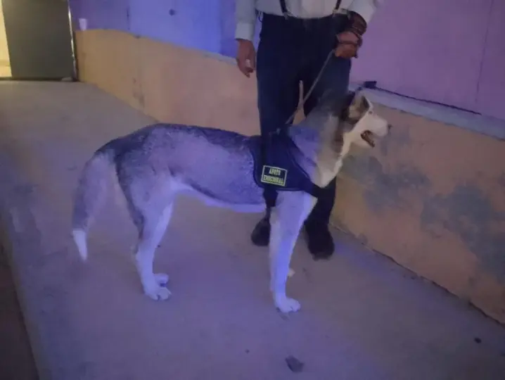 El caso ha dividido opiniones entre quienes exigen justicia para el menor lesionado y quienes piden proteger la vida de la husky./ RS