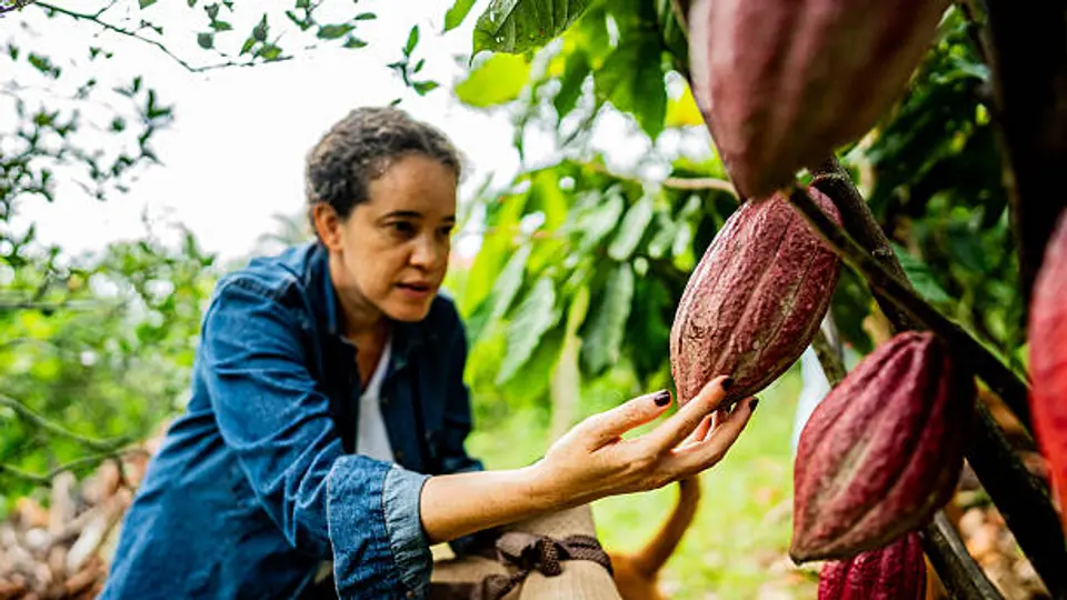México produce cerca de 29 mil toneladas de cacao al año y figura entre los principales productores de América Latina./ Pixabay