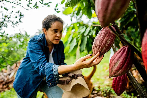 México produce cerca de 29 mil toneladas de cacao al año y figura entre los principales productores de América Latina./ Pixabay