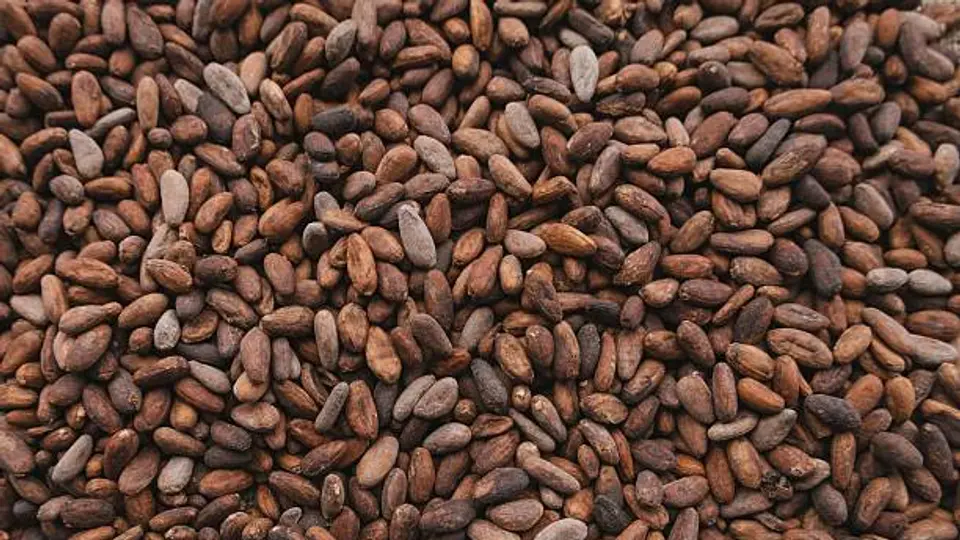 Alrededor de 45 mil familias mexicanas dependen del cultivo de cacao como principal fuente de ingresos./ Pixabay