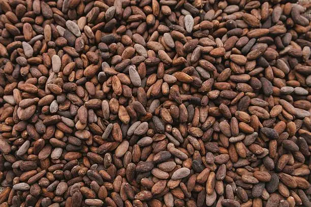 Alrededor de 45 mil familias mexicanas dependen del cultivo de cacao como principal fuente de ingresos./ Pixabay