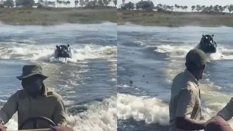 ¿Vacaciones de terror? Hipopótamo persigue embarcación con turistas y el video se vuelve viral | VIDEO