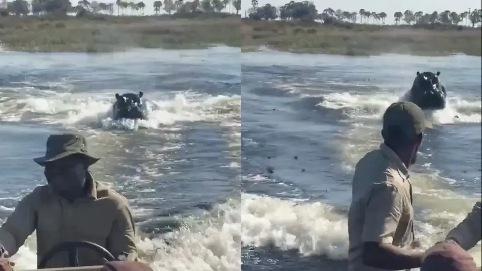 ¿Vacaciones de terror? Hipopótamo persigue embarcación con turistas y el video se vuelve viral | VIDEO