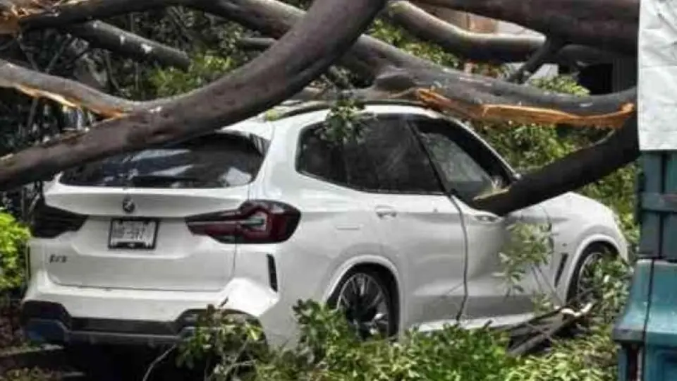 Guía paso a paso: cómo reclamar la reparación de tu vehículo si le cae un árbol encima en la CDMX