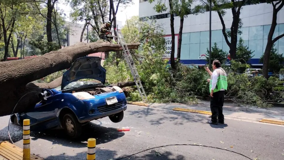 Servicios de emergencia y Protección Civil son los encargados de retirar de forma segura las ramas y árboles caídos / X: @SGIRPC_CDMX