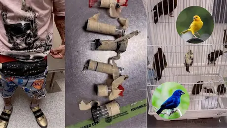 Un extraño bulto delató a pasajero que llevaba 10 aves vivas en su ropa interior