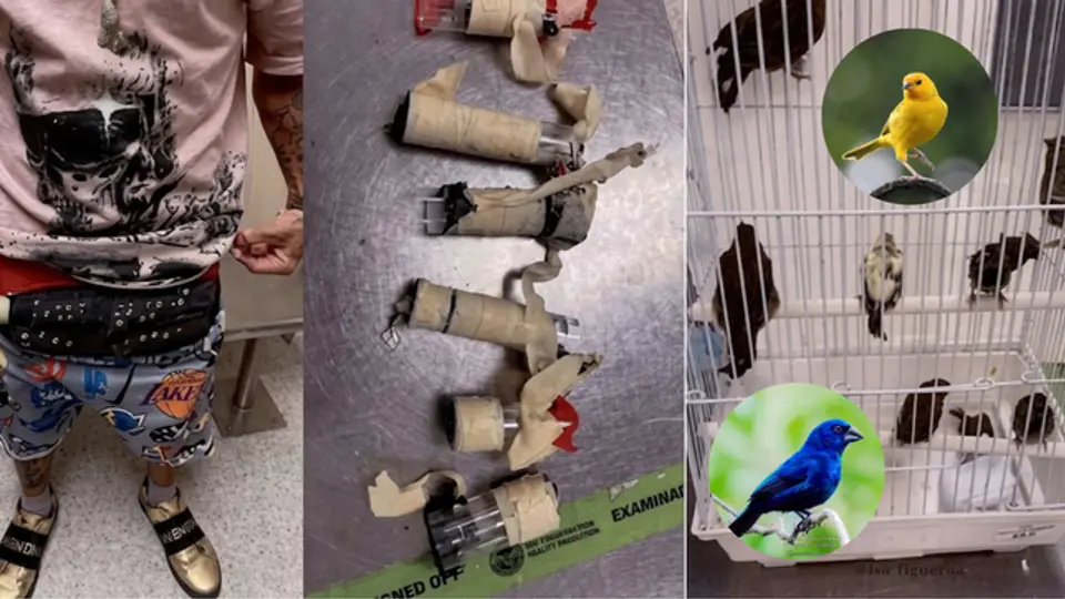Un extraño bulto delató a pasajero que llevaba 10 aves vivas en su ropa interior