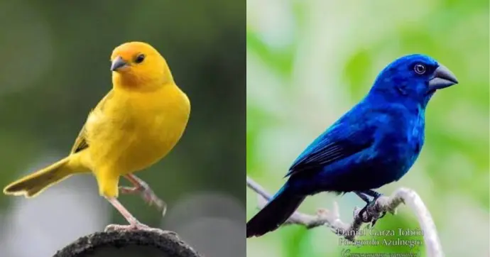 En total fueron encontradas 10 aves vivas./Especial