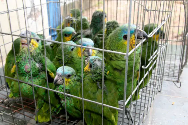 Las aves estaban ocultas en seis tubos de plástico./@pixabay